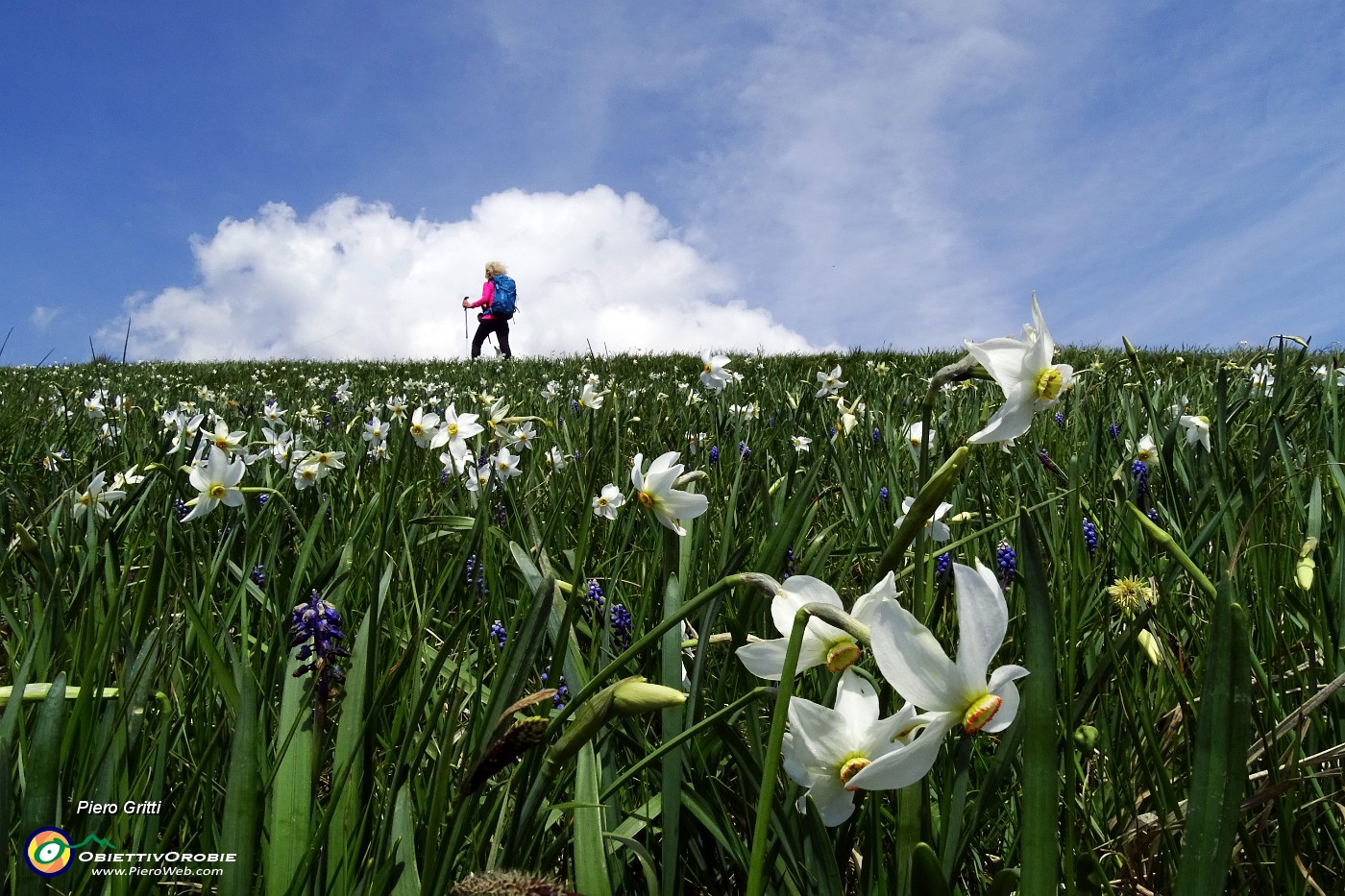 40 Distese di narcisi in fiore.JPG -                                